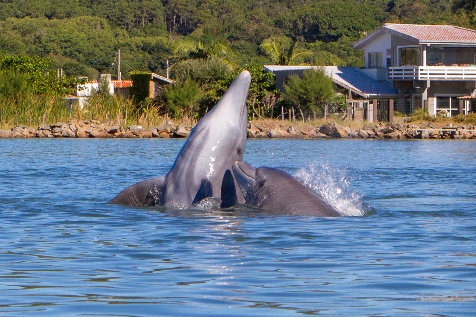 Pesca com auxílio dos botos – Laguna